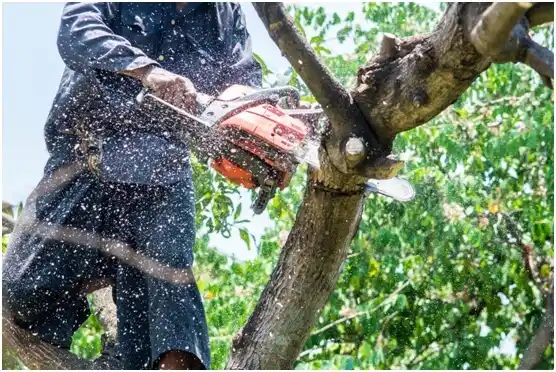tree services Rio